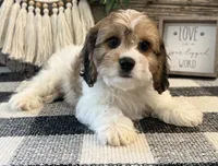 Denim, a male Bichon Frise and Cavalier King Charles Spaniel for sale in Shipshewana, IN – 3 of 6