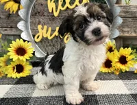 Howell, a male Havanese for sale in Shipshewana, IN – 2 of 6