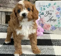 Larkin, a female Cavalier King Charles Spaniel and Poodle - Miniature  for sale in Shipshewana, IN – Photo 1 of 6