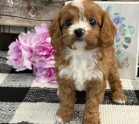 Larkin, a female Cavalier King Charles Spaniel and Poodle - Miniature  for sale in Shipshewana, IN – Photo 2 of 6