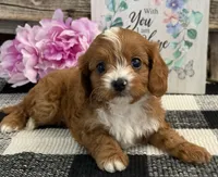 Larkin, a female Cavalier King Charles Spaniel and Poodle - Miniature  for sale in Shipshewana, IN – Photo 3 of 6