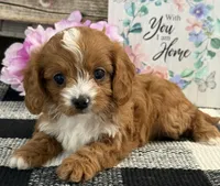 Larkin, a female Cavalier King Charles Spaniel and Poodle - Miniature  for sale in Shipshewana, IN – Photo 4 of 6