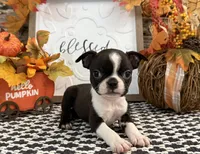 Paivi, a female Boston Terrier for sale in Shipshewana, IN – 2 of 7