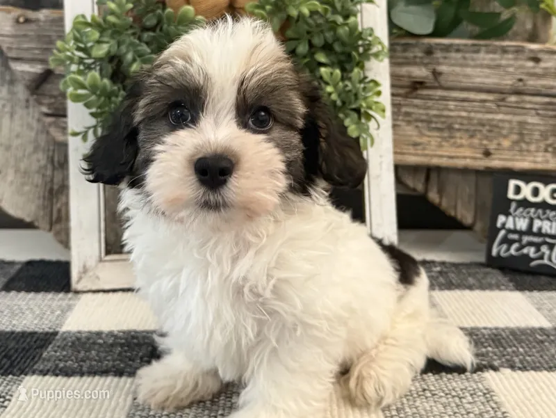 Remington – Havanese puppy for sale in Shipshewana, IN