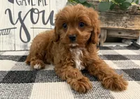 Nolan, a male Cavalier King Charles Spaniel and Poodle - Miniature  for sale in Shipshewana, IN – 2 of 5
