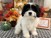 Niles, a male Cavachon for sale in Shipshewana, IN – 2 of 6