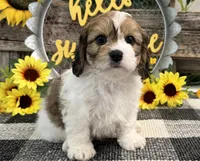 Denim, a male Bichon Frise and Cavalier King Charles Spaniel for sale in Shipshewana, IN – 3 of 6