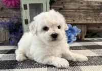 Thatcher, a male Bichon Frise for sale in Shipshewana, IN – 4 of 6