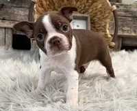 Jackson, a male Boston Terrier for sale in Shipshewana, IN – Photo 2 of 6
