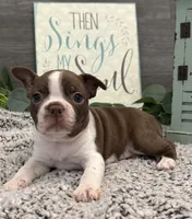 Jackson, a male Boston Terrier for sale in Shipshewana, IN – Photo 4 of 6