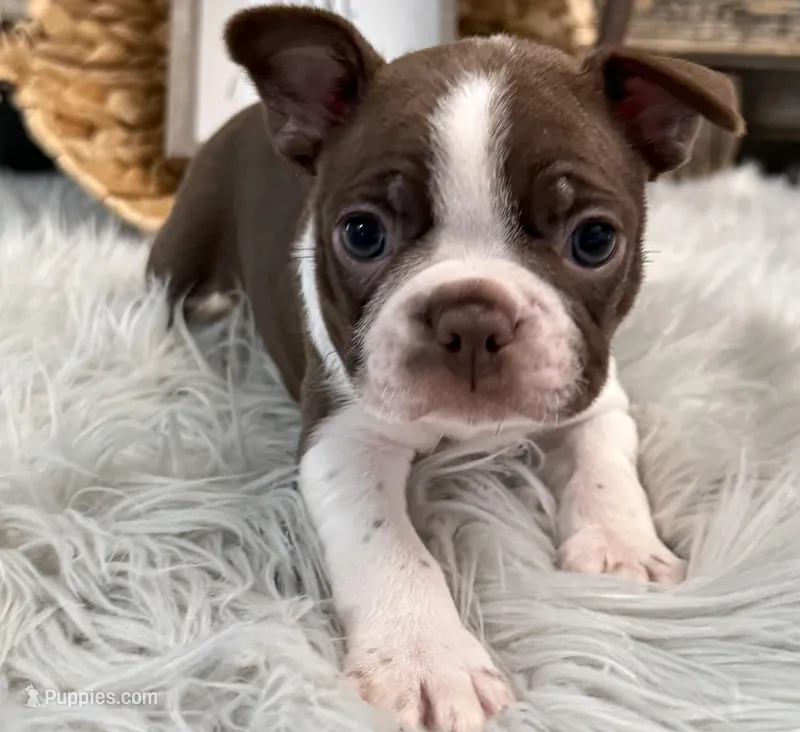 Jackson – Boston Terrier puppy for sale in Shipshewana, IN