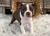 Jackson, a male Boston Terrier for sale in Shipshewana, IN – Photo 3 of 6