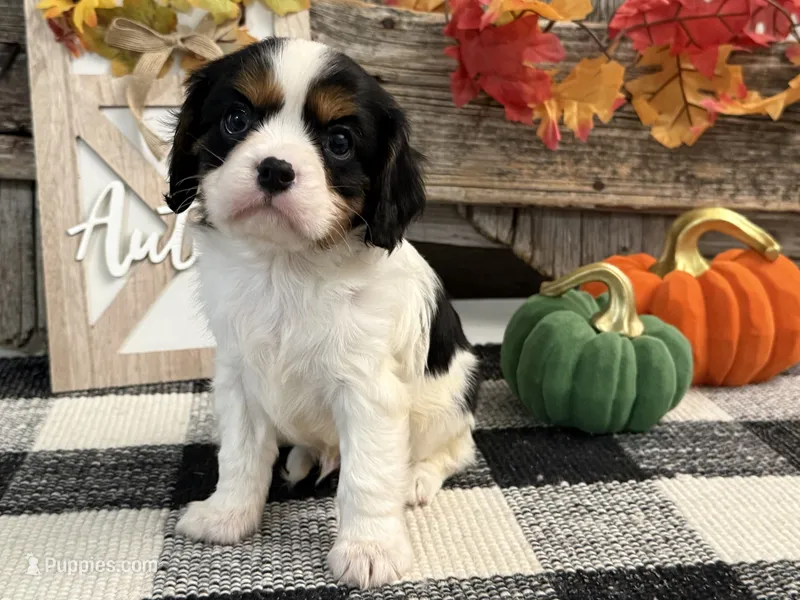 Janson – Cavalier King Charles Spaniel puppy for sale in Shipshewana, IN