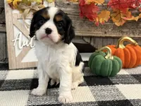 Janson, a male Cavalier King Charles Spaniel for sale in Shipshewana, IN – 1 of 6