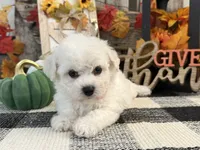 Delia, a female Bichon Frise for sale in Shipshewana, IN – 2 of 6