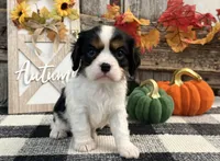 Janson, a male Cavalier King Charles Spaniel for sale in Shipshewana, IN – 2 of 6