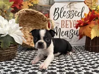 Precious, a female Boston Terrier for sale in Shipshewana, IN – 4 of 6