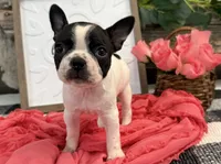 Olive, a female Boston Terrier for sale in Shipshewana, IN – 2 of 7