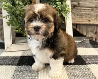 Charity, a male Havanese for sale in Shipshewana, IN – 4 of 6