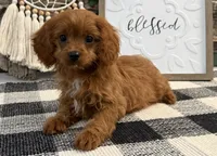 Komet, a male Cavalier King Charles Spaniel and Poodle - Toy  for sale in Shipshewana, IN – 1 of 6