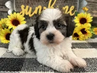 Remington, a male Havanese for sale in Shipshewana, IN – 1 of 6
