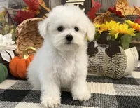 Sully, a male Bichon Frise for sale in Shipshewana, IN – 4 of 6