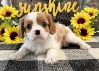 Maverick, a male Cavalier King Charles Spaniel for sale in Shipshewana, IN – 3 of 6