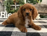 Kyler, a male Cavalier King Charles Spaniel and Poodle - Toy  for sale in Shipshewana, IN – 3 of 6