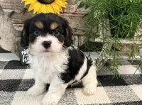 Dash, a male Bichon Frise and Cavalier King Charles Spaniel for sale in Shipshewana, IN – 3 of 6