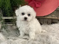 Bliss, a female Bichon Frise for sale in Shipshewana, IN – Photo 4 of 4