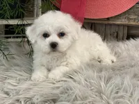 Bliss, a female Bichon Frise for sale in Shipshewana, IN – Photo 3 of 4