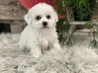 Bliss, a female Bichon Frise for sale in Shipshewana, IN – Photo 2 of 4