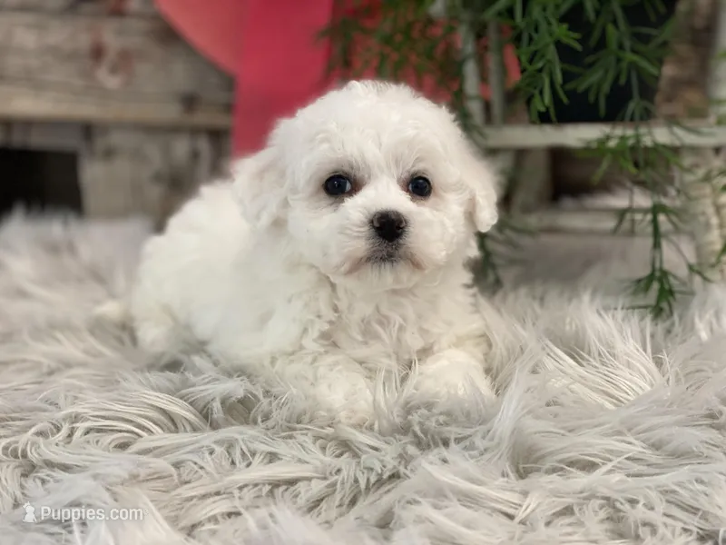 Bliss, a female Bichon Frise for sale in Shipshewana, IN – Photo 1 of 4