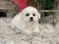 Bliss, a female Bichon Frise for sale in Shipshewana, IN – Photo 1 of 4