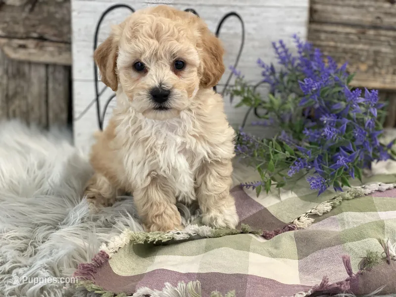 Griffen, a male Bichpoo for sale in Shipshewana, IN – Photo 1 of 4