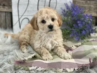 Griffen, a male Bichpoo for sale in Shipshewana, IN – Photo 3 of 4