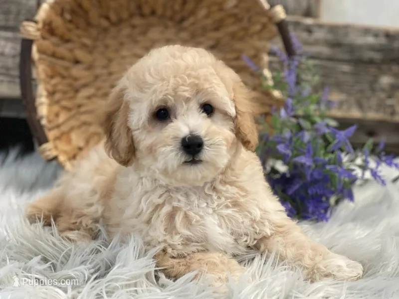 Griffen – Bichpoo puppy for sale in Shipshewana, IN