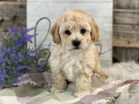 Griffen, a male Bichpoo for sale in Shipshewana, IN – Photo 2 of 4