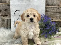 Griffen, a male Bichpoo for sale in Shipshewana, IN – Photo 4 of 4
