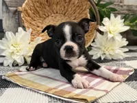 Osborn, a male Boston Terrier for sale in Shipshewana, IN – 2 of 7