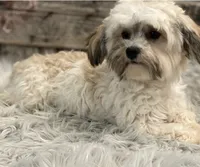 Felicity, a female Havanese for sale in Shipshewana, IN – 6 of 6