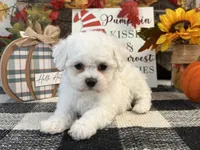 Blair, a female Bichon Frise for sale in Shipshewana, IN – 4 of 6