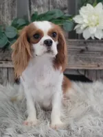 Wrenli, a female Cavalier King Charles Spaniel for sale in Shipshewana, IN – 2 of 6