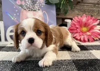 Morgan, a female Cavalier King Charles Spaniel for sale in Shipshewana, IN – 3 of 6