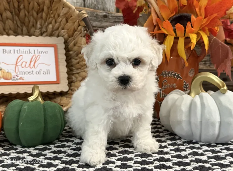 Soprano – Bichon Frise puppy for sale in Shipshewana, IN