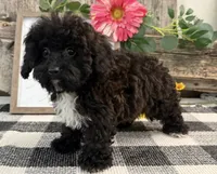 Mocha, a female Havapoo for sale in Shipshewana, IN – 4 of 7