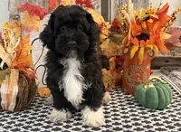 Laporte, a male Havanese and Poodle - Toy  for sale in Shipshewana, IN – 3 of 6