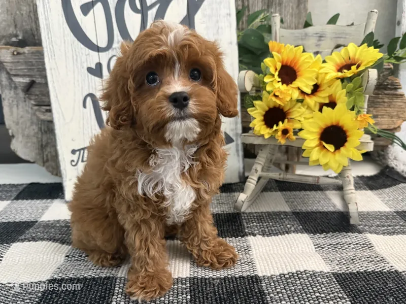 Eagon – Cavalier King Charles Spaniel, Poodle - Miniature  puppy for sale in Shipshewana, IN