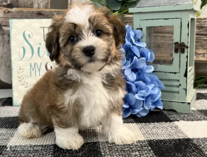 Fletcher – Havanese puppy for sale in Shipshewana, IN