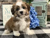 Fletcher, a male Havanese for sale in Shipshewana, IN – 1 of 6